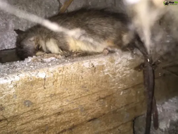 Dead Rat Removal Mountain Creek